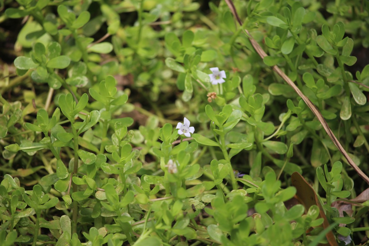 Bacopa